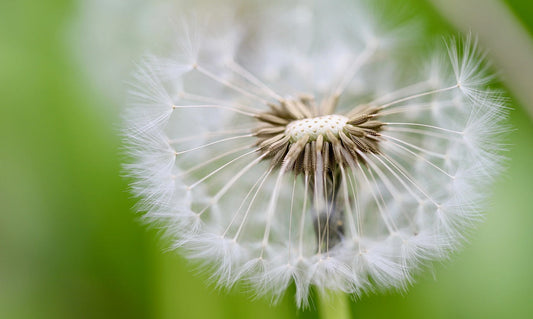 Seed of Life Mandala ~ Sacred Circles